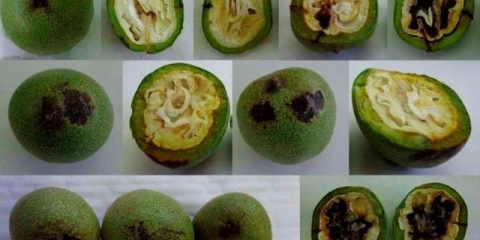 Bolesti listova oraha